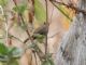 Tawny-crowned Pygmy-Tyrant (Euscarthmus meloryphus) 