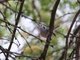 Tropical Gnatcatcher (Polioptila plumbea) 