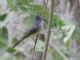 Sooty-crowned Flycatcher (Myiarchus phaeocephalus) 