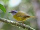 Russet-crowned Warbler (Basileuterus coronatus) 