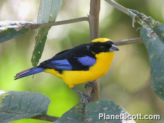 Blue-winged Mountain-Tanager (Anisognathus somptuosus) 
