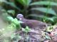 White-throated Quail-Dove (Zentrygon frenata) 