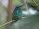 Green Violet-ear (Colibri thalassinus) 