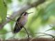 Speckled Hummingbird (Adelomyia melanogenys) 