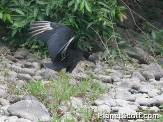 Black Vulture (Coragyps atratus) 