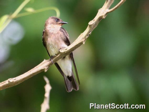 Southern Rough-winged Swallow (Stelgidopteryx ruficollis) 