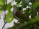 Pallid Dove (Leptotila pallida) 