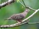 Ecuadorian Ground-Dove (Columbina buckleyi) 