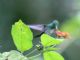 Purple-chested Hummingbird (Amazilia rosenbergi) 