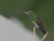 Rufous-tailed Hummingbird (Amazilia tzacatl) 