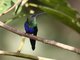 Green-crowned Woodnymph (Thalurania fannyi) Male