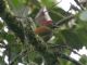 Golden-olive Woodpecker (Piculus rubiginosus) 