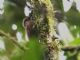 Plain-brown Woodcreeper (Dendrocincla fuliginosa) 