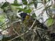Black-chested Mountain-Tanager (Cnemathraupis eximia) 
