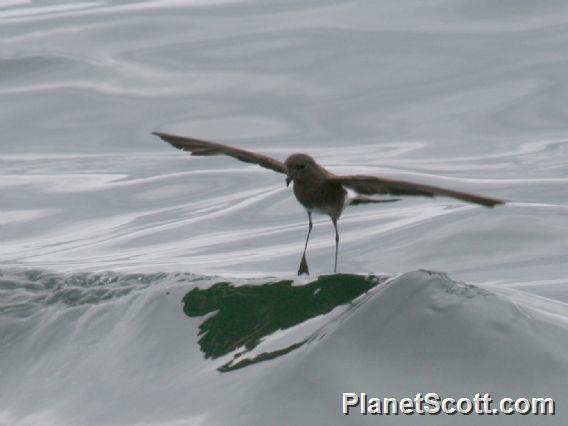 White-vented Storm-Petrel (Oceanites gracilis) 