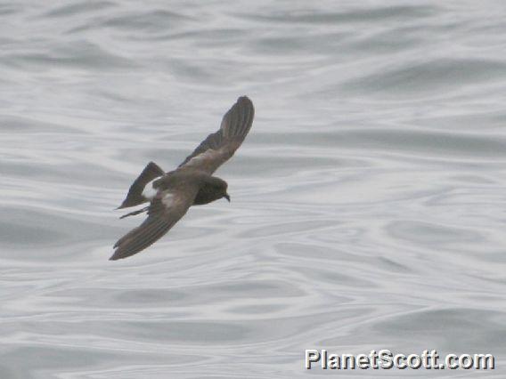 White-vented Storm-Petrel (Oceanites gracilis) 