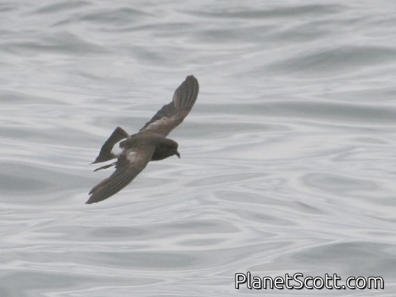 White-vented Storm-Petrel (Oceanites gracilis)