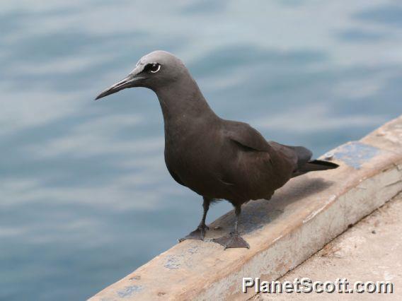 Brown Noddy (Anous stolidus) 