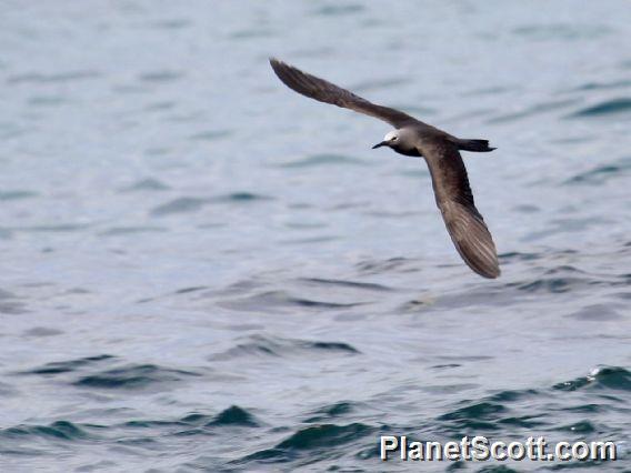 Brown Noddy (Anous stolidus) 