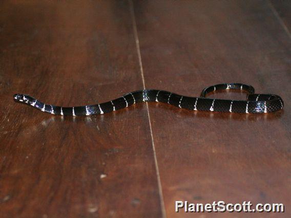Black Halloween Snake (Pliocercus euryzonusi)