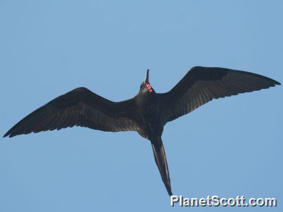 Magnificent Frigatebird (Fregata magnificens) 