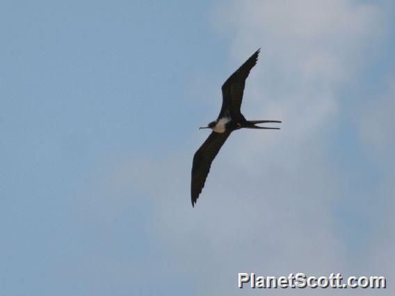 Great Frigatebird (Fregata minor) Female