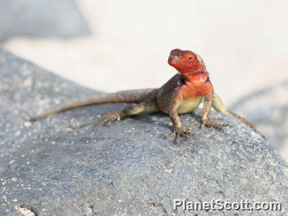 Hood Lava Lizard (Tropidurus delanonis) Female