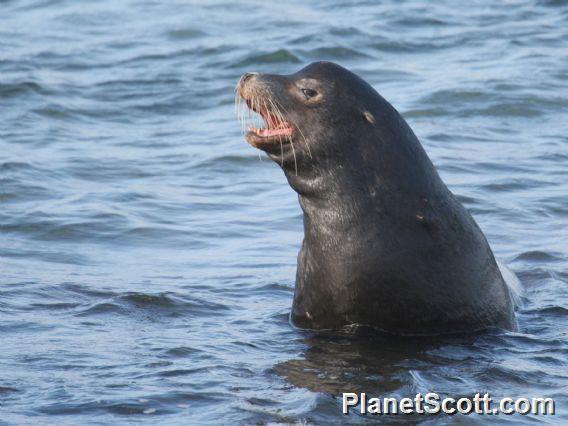 Galapagos Sea Lion (Zalophus wollebaeki) - Male