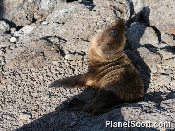 Galapagos Sea Lion (Zalophus wollebaeki) Juvenile