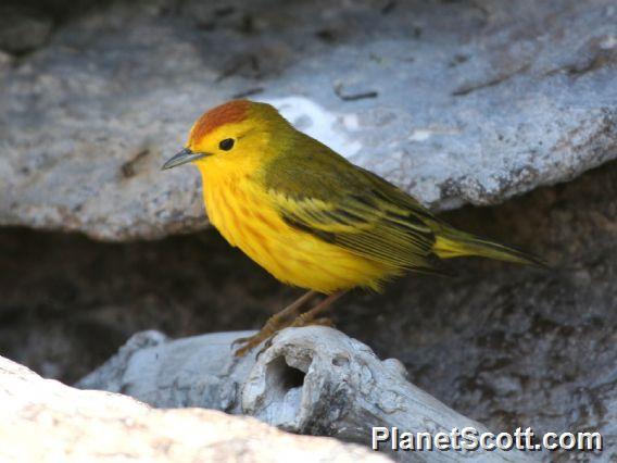 Yellow Warbler (Dendroica petechia) Male