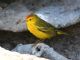 Yellow Warbler (Dendroica petechia) Male