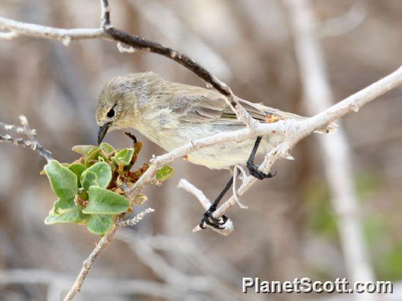 Yellow Warbler (Dendroica petechia) Juvenile