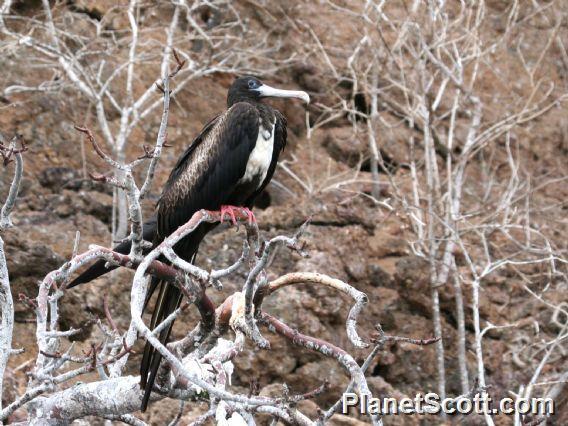 Magnificent Frigatebird (Fregata magnificens) Female