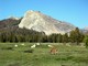 Mule Deer and Toulumne Meadows, Yosemite National Park