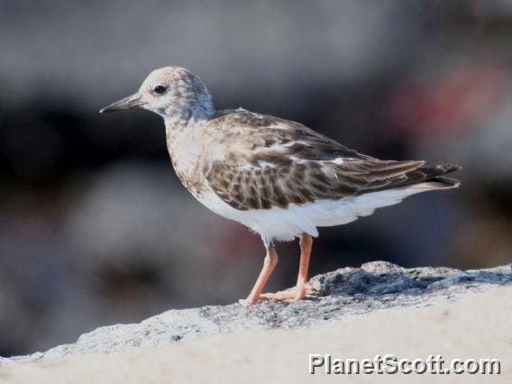 Ruddy Turnstone (Arenaria interpres) 