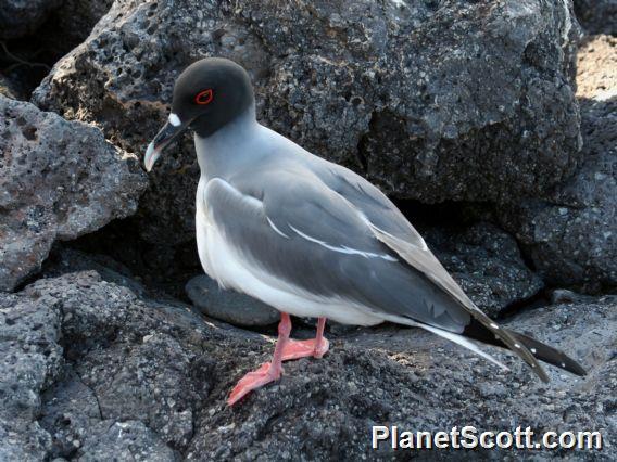 Swallow-tailed Gull (Creagrus furcatus) 