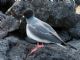 Swallow-tailed Gull (Creagrus furcatus) 