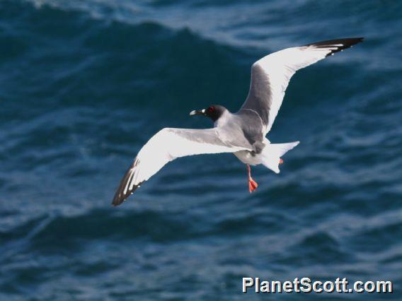 Swallow-tailed Gull (Creagrus furcatus) 