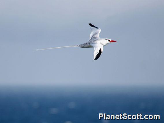 Red-billed Tropicbird (Phaethon aethereus) 