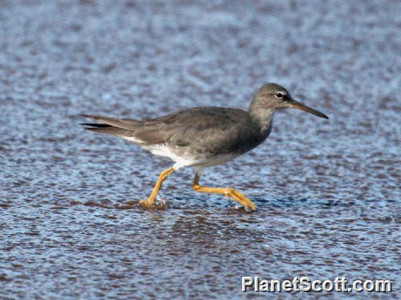 Wandering Tattler (Tringa incana) 