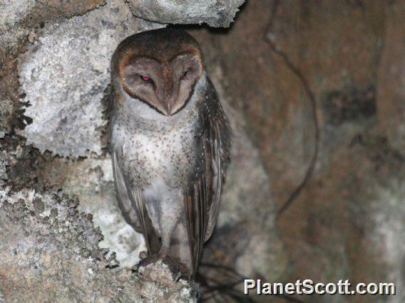 American Barn Owl (Tyto furcata) 