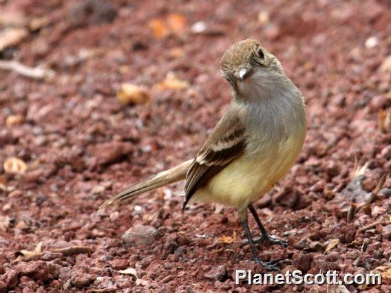 Large-billed Flycatcher (Myiarchus magnirostris) 