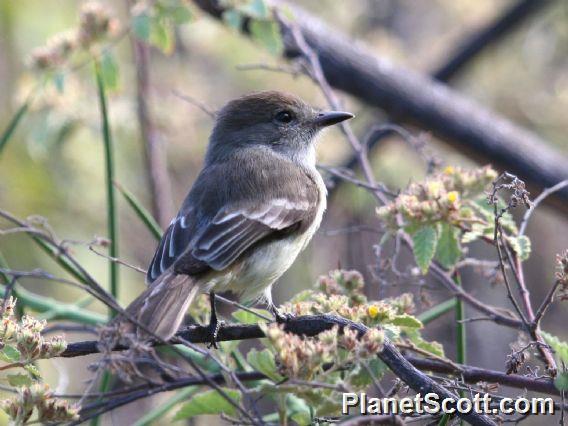 Large-billed Flycatcher (Myiarchus magnirostris) 