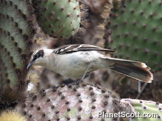 Galapagos Mockingbird (Nesomimus parvulus) 