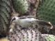 Galapagos Mockingbird (Nesomimus parvulus) 