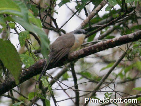 Black-billed Cuckoo (Coccyzus erythropthalmus) 