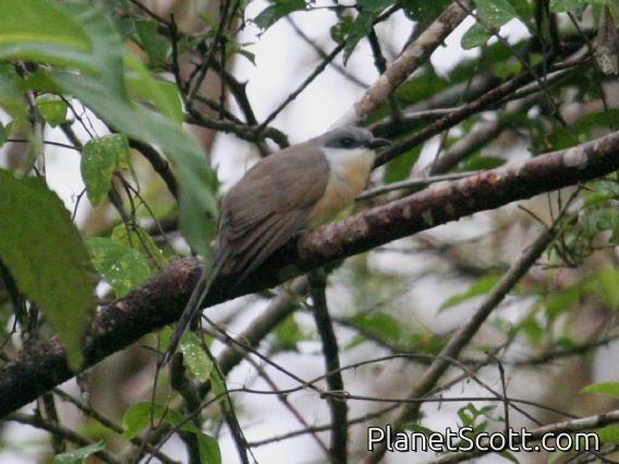 Dark-billed Cuckoo (Coccyzus melacoryphus)