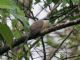 Black-billed Cuckoo (Coccyzus erythropthalmus) 