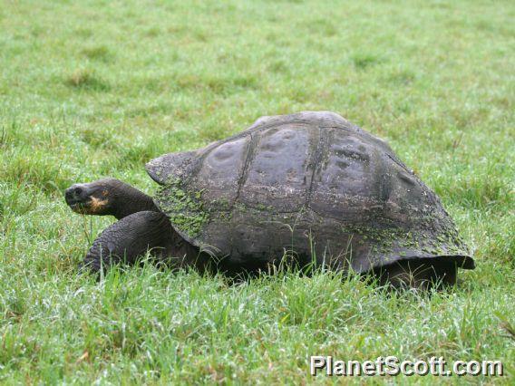 Santa Cruz Island Giant Tortoise (Chelonoidis porteri) 