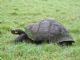 Santa Cruz Island Giant Tortoise (Chelonoidis porteri) 